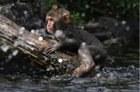 Nehire düşen yavrusunu böyle kurtardı - Resim: 1