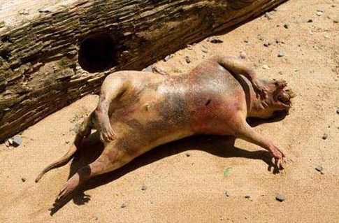 Bu yaratık ne acaba? - Resim: 3