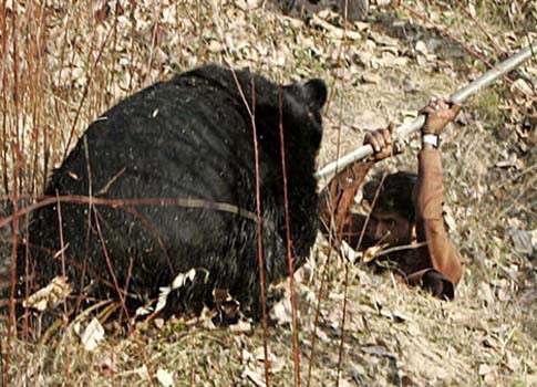 Ayı, adamı böyle parçaladı - Resim: 4