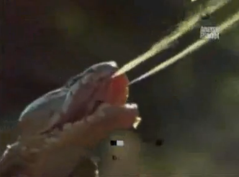 Kobra aslana zehri böyle atıyor - Resim: 3