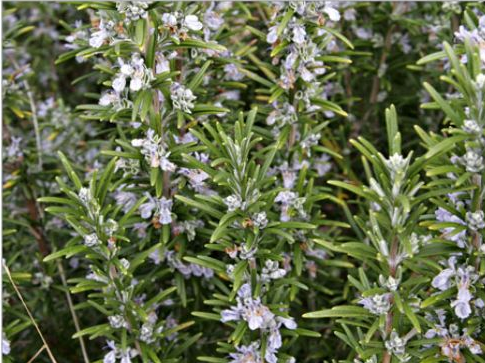 Cinselliği artıran bitkiler - Resim: 2