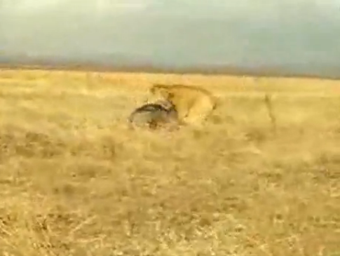 Domuz aslana kafa tutuyor! - Resim: 4