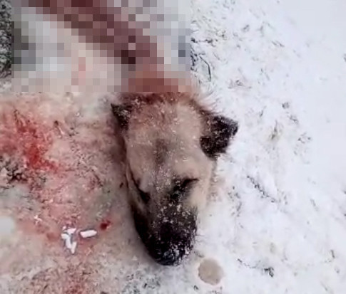 Sivas'ta köye inen kurtlar Kangal köpeğini yedi geriye başı kaldı - Resim: 4