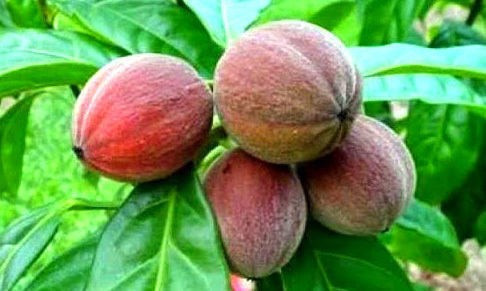 Kanserin kökünü kazıyor Blushwood meyvesi bir mucize - Resim: 2