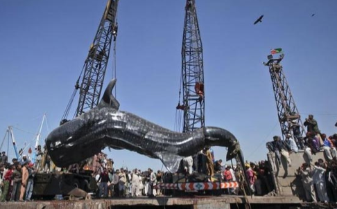 12 metrelik balık hayrete düşürdü - Resim: 4