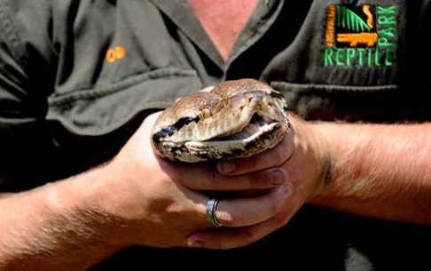 Dev pitonun midesini gördünüz mü? - Resim: 4