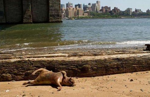 Bu yaratık ne acaba? - Resim: 1