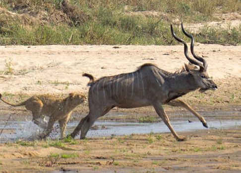 Vahşi av saniye saniye görüntülendi - Resim: 3
