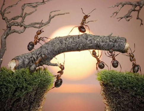 Bu karıncalar çok artistik - Resim: 3