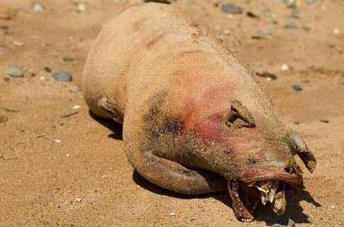 Bu yaratık ne acaba? - Resim: 2