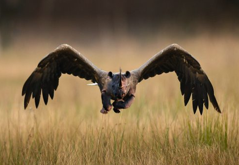 Hayvanları hiç böyle görmediniz - Resim: 1