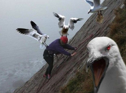 Hayvanların saniye saniye saldırı anı - Resim: 2