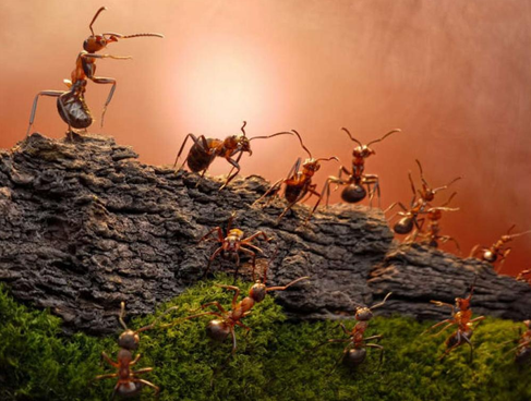 Bu karıncalar çok artistik - Resim: 4