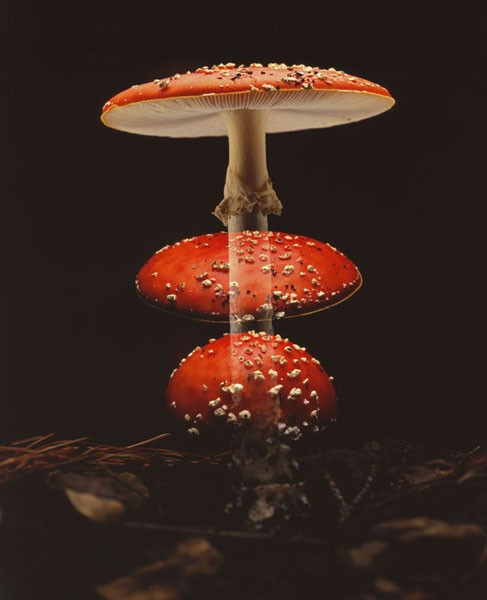 Uluslararası Bilim Fotoğrafları Yarışması’ndan göz alıcı kareler - Resim: 4