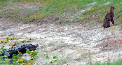 Tam av olacakken... - Resim: 1