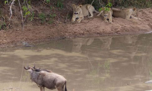 Av ile avcı yer değiştirirse - Resim: 4