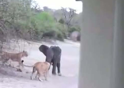 Aslanlar yavru file böyle saldırdı - Resim: 3