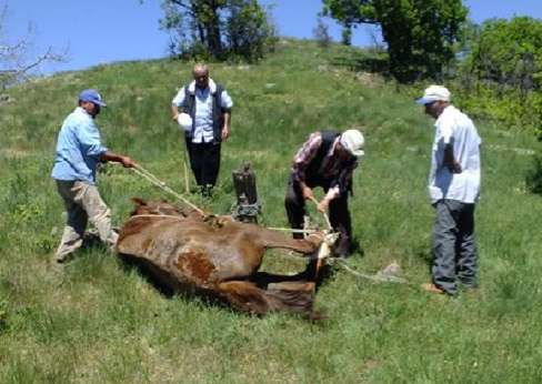 400 yıllık vahşi gelenek! - Resim: 2