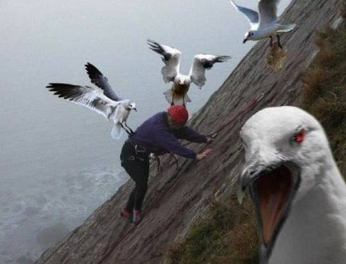 İşte hayvanların saldırdığı o anlar - Resim: 1