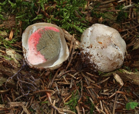 Ne olduğunu tahmin bile edemezsiniz! - Resim: 4