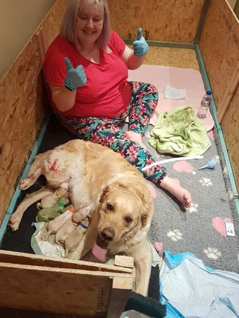 Köpek 9 tane yavru doğurdu içlerinden biri ise şoke ediyor - Resim: 2