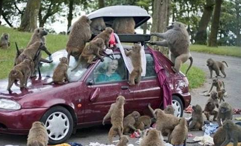 İşte hayvanların saldırdığı o anlar - Resim: 2