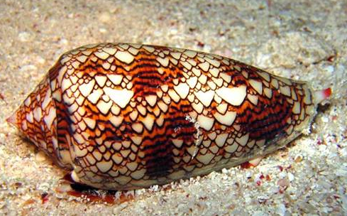 Bu canlılar sizi 4 dakikada öldürebilir - Resim: 3