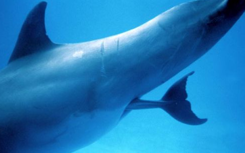 Yunus balığının doğum anı! - Resim: 4