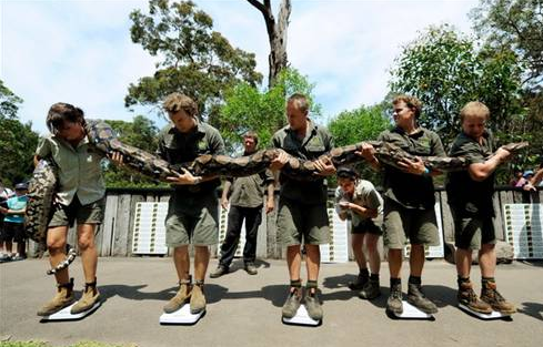 Dev pitonun midesini gördünüz mü? - Resim: 3