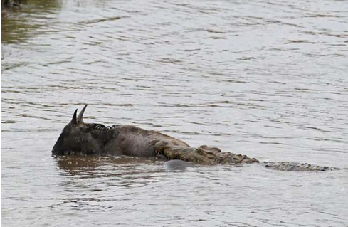 Timsahtan akıl almaz pusu - Resim: 1