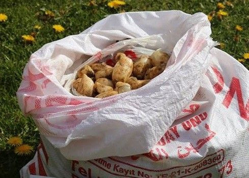 25 kilo salep soğan ile yakalandılar! 300 bin TL ceza yediler - Resim: 3