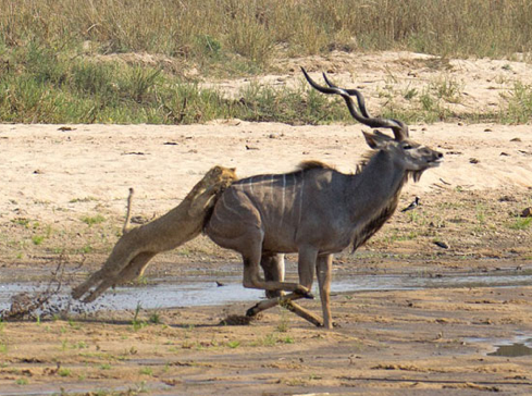Vahşi av saniye saniye görüntülendi - Resim: 4