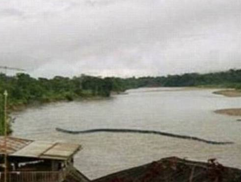 Dev piton ineği yuttu! - Resim: 2