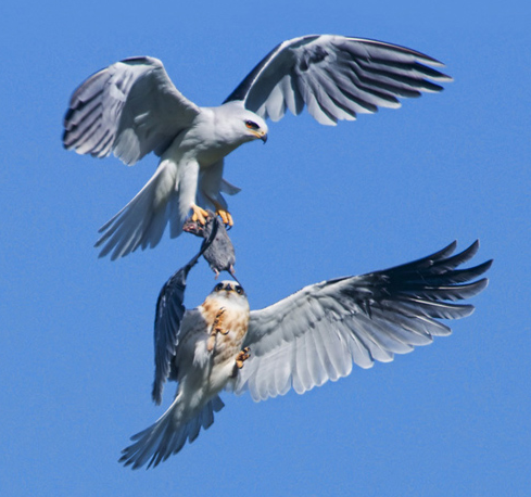 Gökyüzünde av mücadelesi - Resim: 1