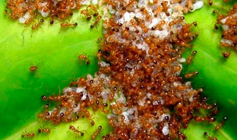 Bu yiyecekler mide bulandırıyor - Resim: 3