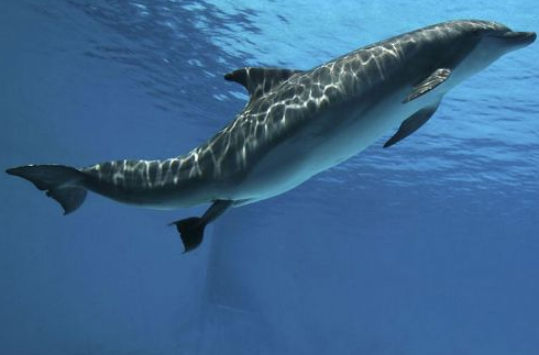 Yunus balığının doğum anı! - Resim: 3