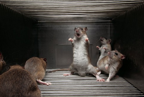 İşte 2011 yılının en iyi fotoğrafları - Resim: 2