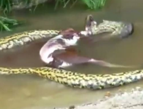 Dev yılan koca ineği böyle yuttu - Resim: 4