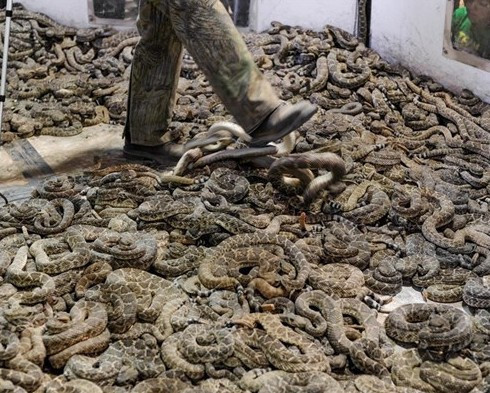 Böyle festival sadece ABD'de olur! Çıngıraklı yılanları toplayıp... - Resim: 1