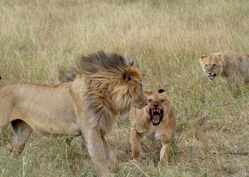 Aslanların kavgası dehşete düşürdü - Resim: 1