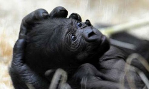 Hayvanlar aleminin en tatlı anneleri - Resim: 4