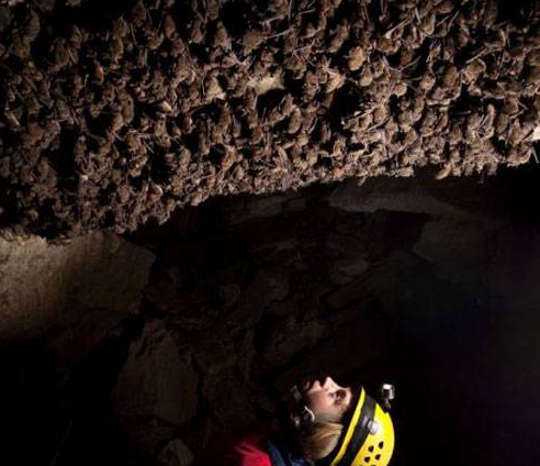 Yarasa kolonisi böyle görüntülendi - Resim: 4