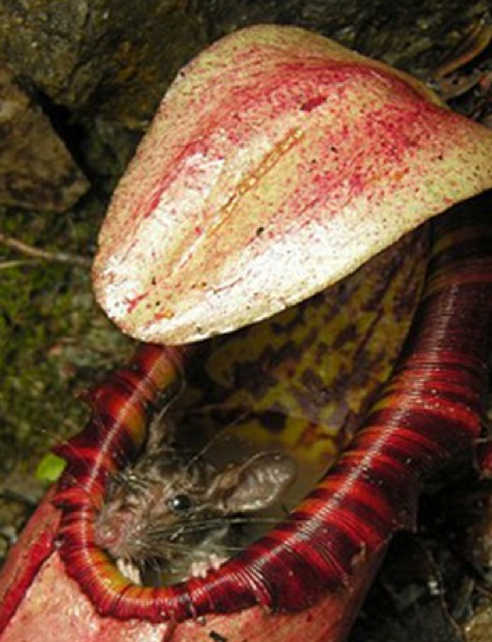 Siz fare yiyen bitki gördünüz mü? - Resim: 4