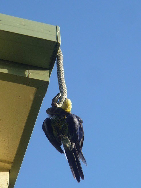 Pencereyi açınca neye uğradını şaşırdı yılan bir anda... - Resim: 1