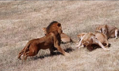 Doğanın vahşilerinin müthiş kapışması - Resim: 4