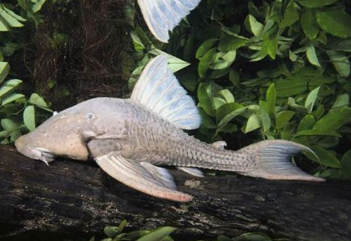 2010'un en tuhaf hayvanları!  - Resim: 4