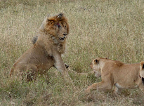 Aslanların kavgası dehşete düşürdü - Resim: 2