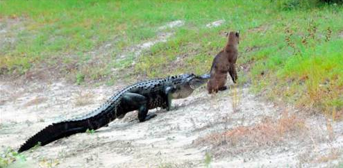 Tam av olacakken... - Resim: 4