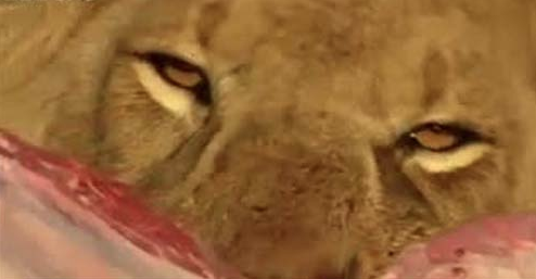 Vahşi hayatta işte 'o' an! - Resim: 3