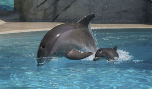 Yunus balığının doğum anı! - Resim: 2